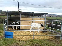Symms Fabrication - Livestock Handling