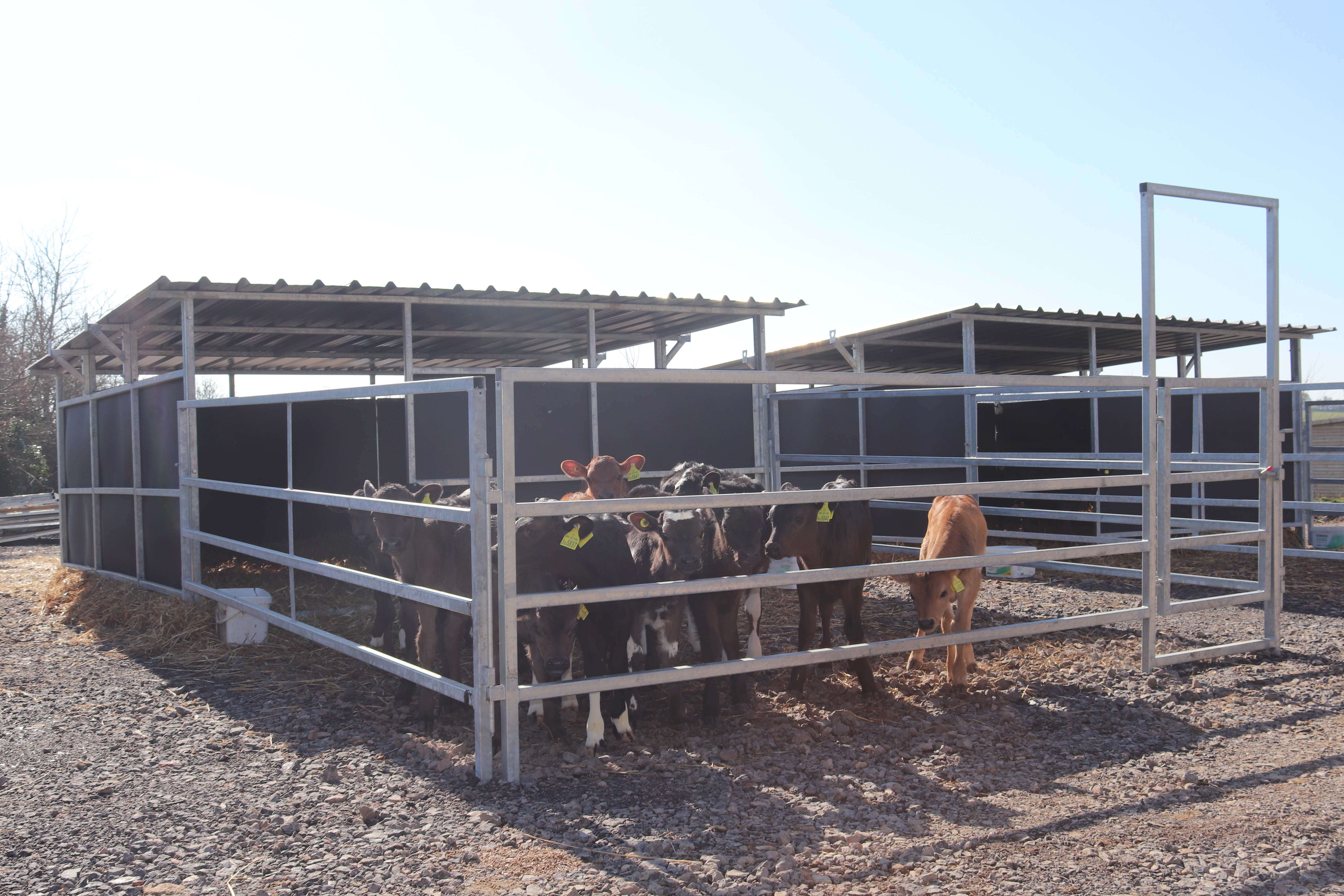 Calf House - Galv 1