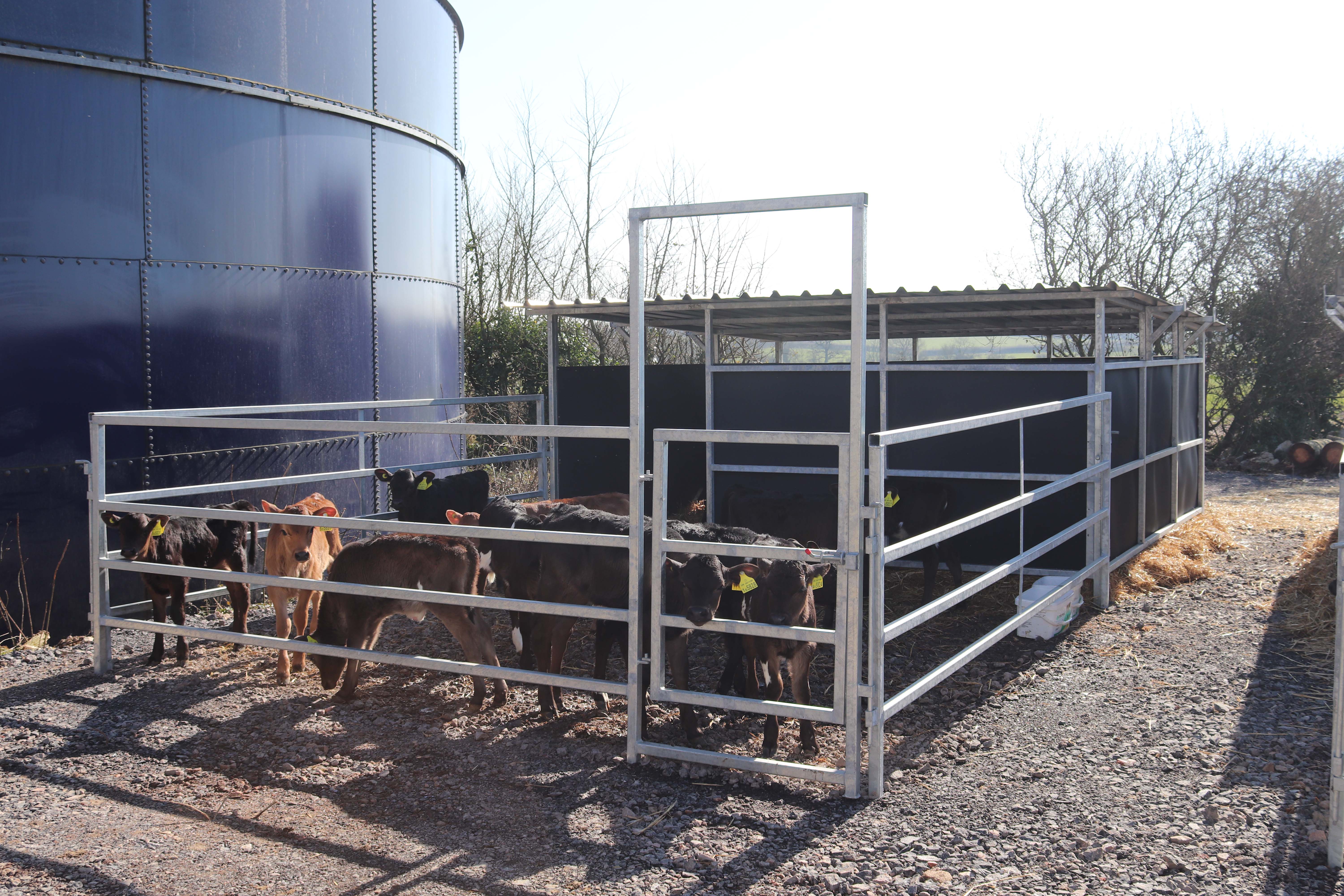 Calf House - Galv 3
